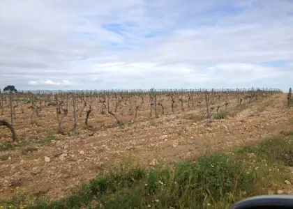 finca rustica de viñedo en venta en Alcázar de San Juan