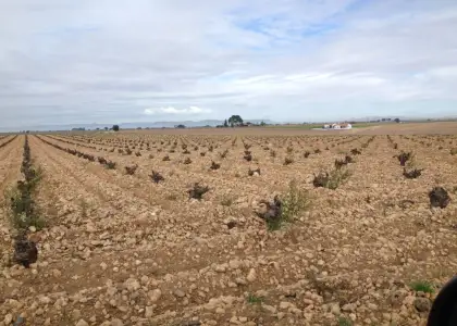 finca rustica de viñedo en venta en Alcázar de San Juan