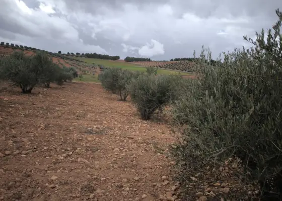 Finca Rústica en Valdepeñas, Carretera de Cozar