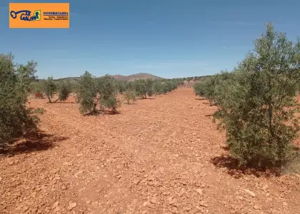 Finca Rústica en Valdepeñas, Carretera Santa Cruz en Valdepeñas