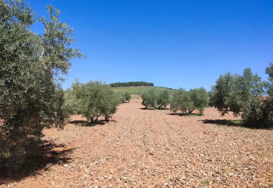 Finca Rústica en Valdepeñas, Carretera Torre Nueva en Valdepeñas