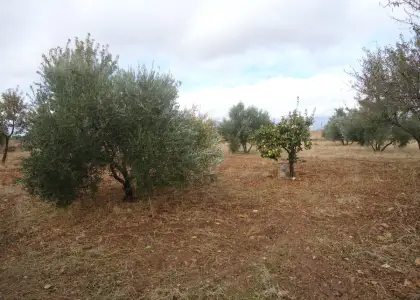 Venta de finca rustica en Camino Paraje de Perniles en Manzanares