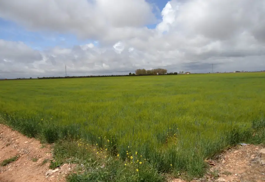 Venta de finca rustica en crta del moral en Manzanares
