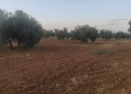 VENTA DE TERRENO RÚSTICO AGRÍCOLA en ARGAMASILLA DE CVTA en Argamasilla de Calatrava